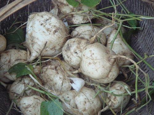 南方土瓜怎么吃,解锁健康美味新体验